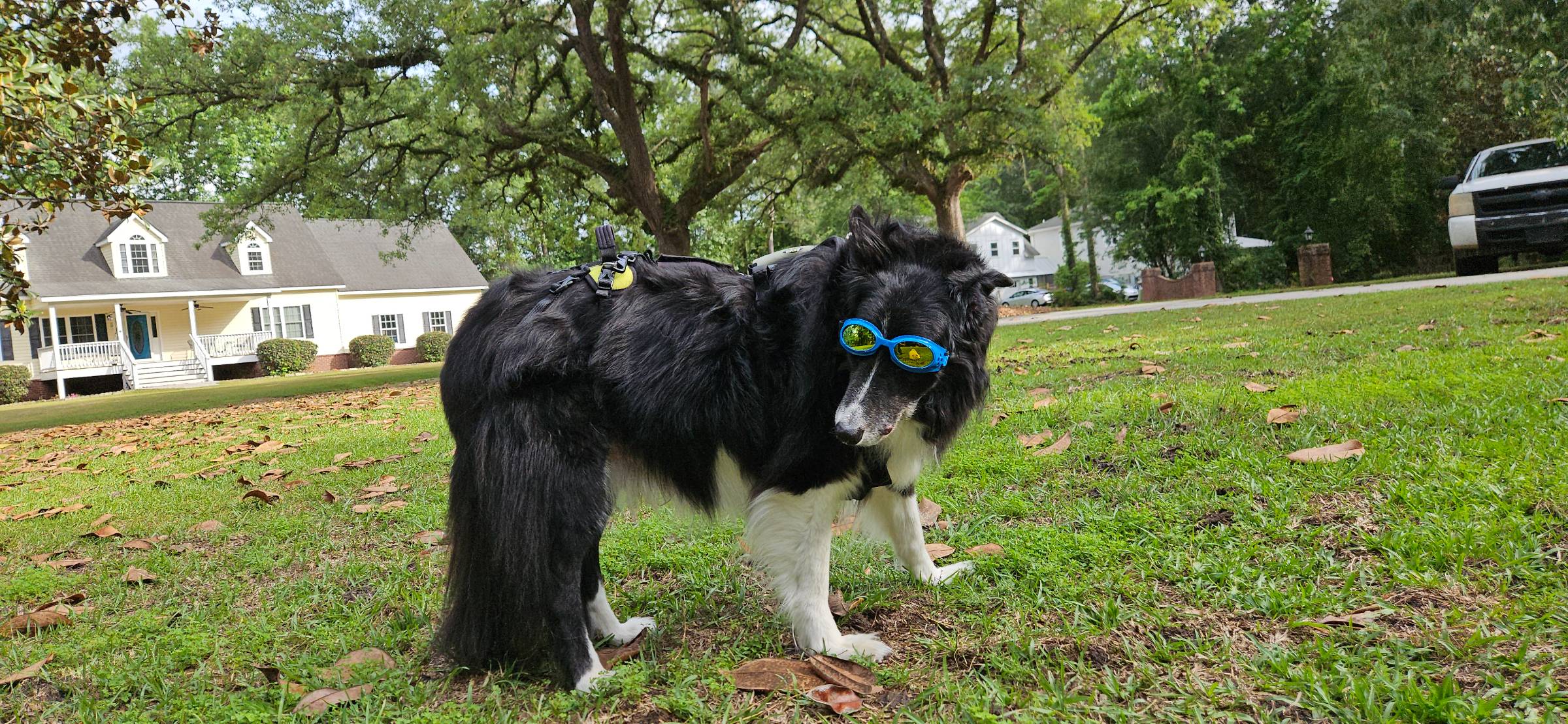 Black-and-white Border Collie wearing blue goggles and a support harness, standing in a grassy yard