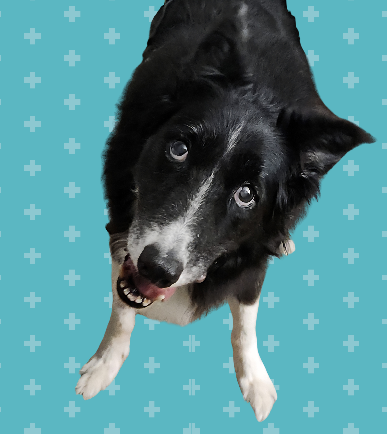 Finley, the Border Collie, held upside down showing off his own head tilt.